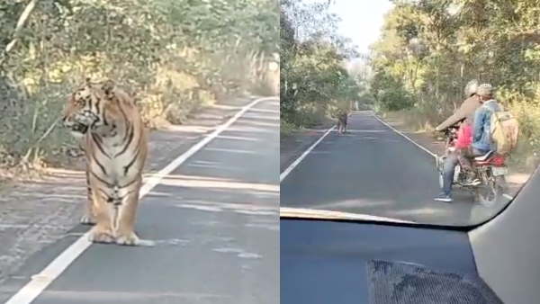 जब बाइक के सामने आ गया बाघ जब बाइक के सामने आ गया बाघ