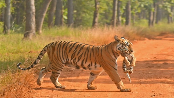 देश में 107 बाघों से विभिन्न कारणों से दम तोड़ दिया 