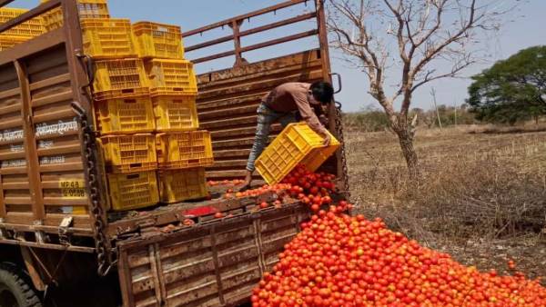 tomato durg tomato durg