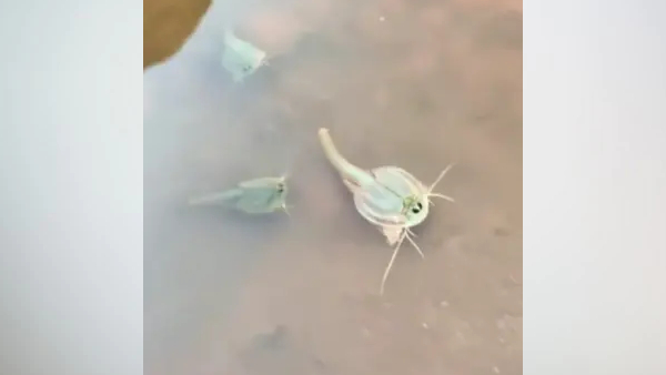 एरिजोना में मिला जीव