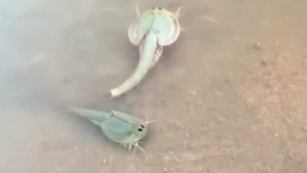 क्या है इसका नाम?