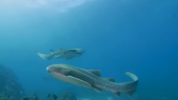 कुंवारी रहकर बच्चों का जन्म कुंवारी रहकर बच्चों का जन्म