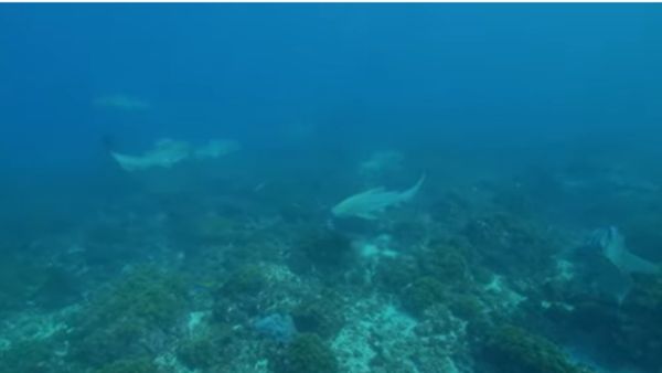 आपातकालीन विकल्प है पार्थेनोजेनेसिस आपातकालीन विकल्प है पार्थेनोजेनेसिस