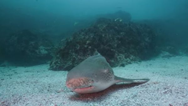 चौंकाने वाला था डीएनए टेस्ट चौंकाने वाला था डीएनए टेस्ट