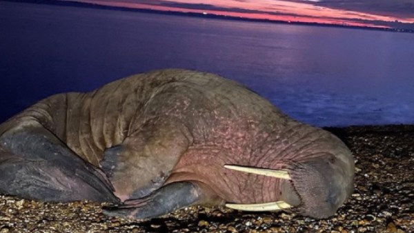 14000 KM कैसे पहुंचा जीव? 14000 KM कैसे पहुंचा जीव?