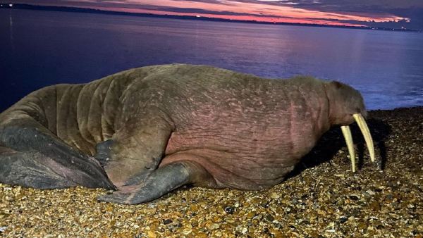 मछुवारे को दिखा वारलस मछुवारे को दिखा वारलस