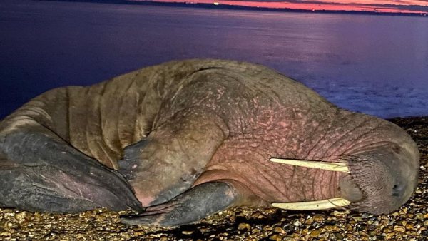 UK में समु्द्र तट पर दिखा जंगली जीव UK में समु्द्र तट पर दिखा जंगली जीव