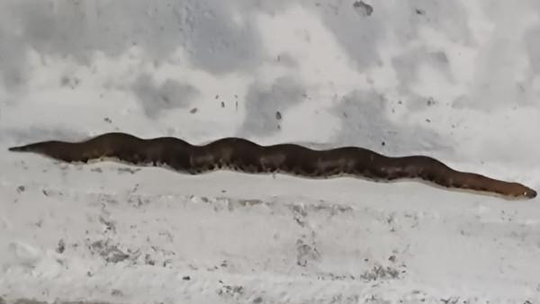 कैसे पकड़ाया रसल वाइपर