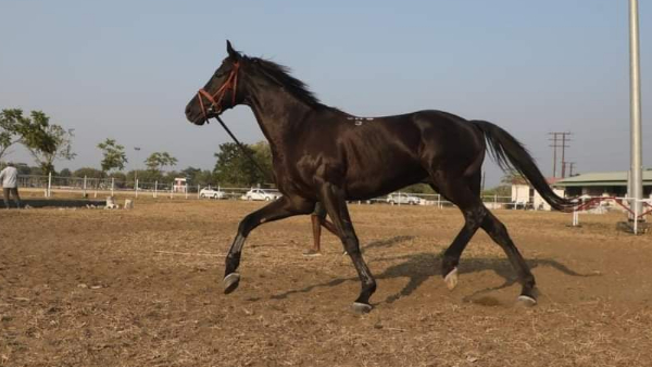 घोड़ी पर हर महीने ₹50 हजार रुपये से ज्यादा खर्च