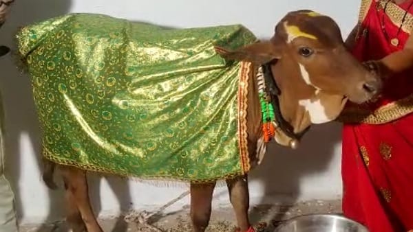 बेटा और बेटी की तरह पले हैं बछड़े और बछिया