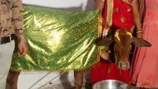 कुछ इस तरह बछिया के घर पहुंची बछड़े की बारात