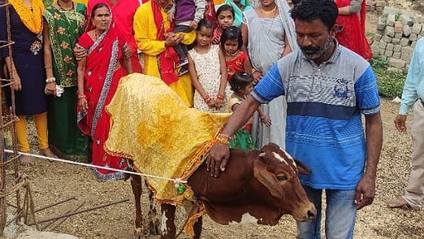 कुछ इस तरह हुई बछड़े और बछिया की शादी