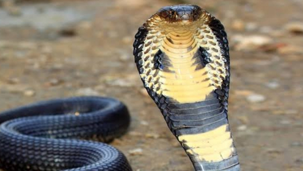 दोस्त ने दोस्त का किया मर्डर, पास में रख दिया कोबरा सांप दोस्त ने दोस्त का किया मर्डर, पास में रख दिया कोबरा सांप