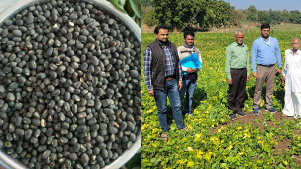 आदिवासियों द्वारा आटे और दाल के रूप में प्रयोग