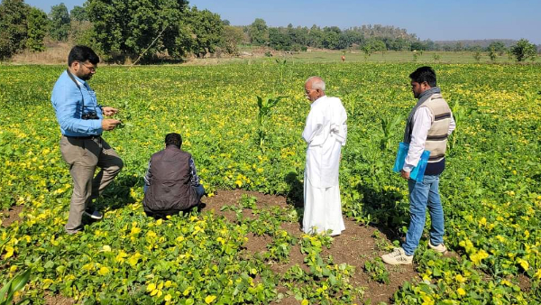 90 दिन में पककर हो जाती है तैयार