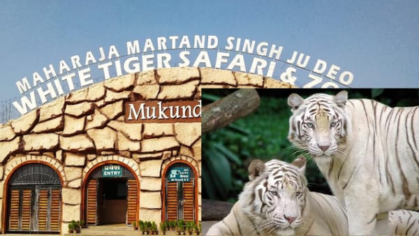 White tiger mukundpur White tiger mukundpur