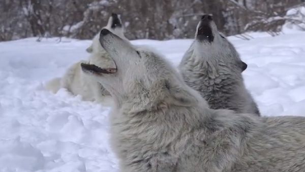 50 दिन में पूरा हुआ बचपन का सपना