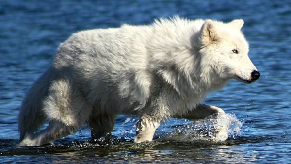 जानवरों से प्रेम करता है शख्स