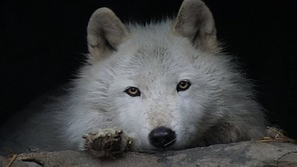 18 लाख 50 हजार खर्च