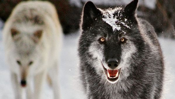 बचपन का सपना पूरा