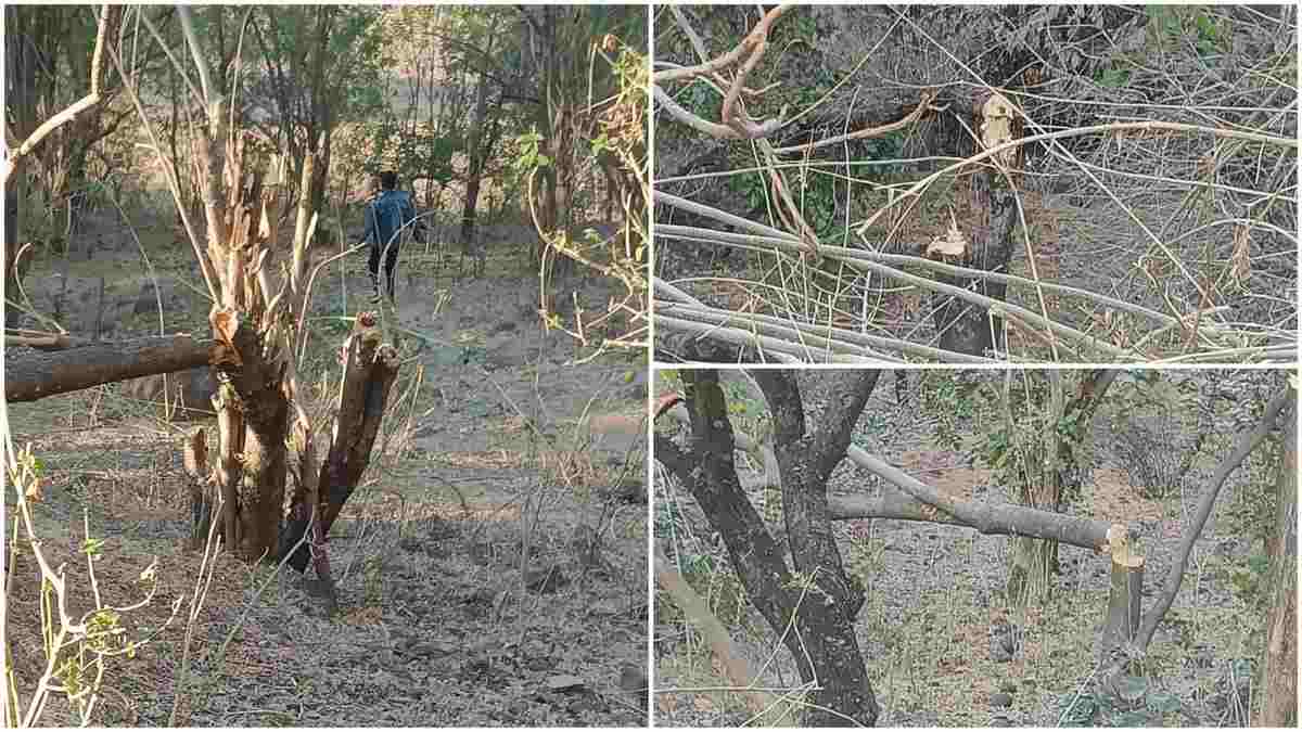डॉ. गौर केंद्रीय विवि में दो साल में 506 चंदन के पेड़ काटे