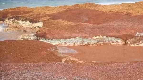 भूरा शैवाल कार्बन डाइऑक्साइड सोखने में सक्षम-रिसर्च