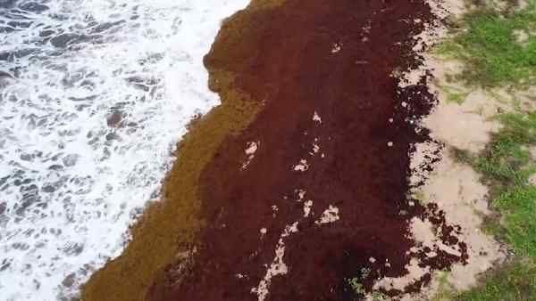 प्रतिदिन 0.3% बायोमास छोड़ता है