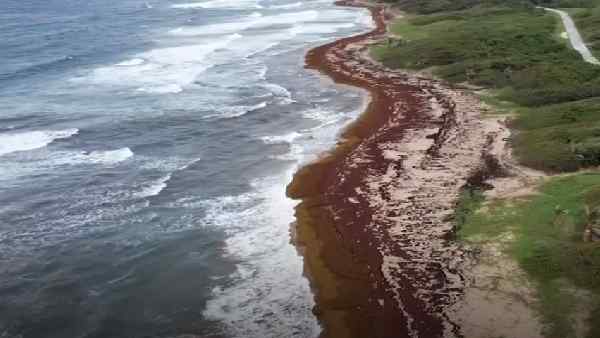 भूरा शैवाल एक साल में 55 करोड़ टन CO2 सोखने में सक्षम-रिसर्च