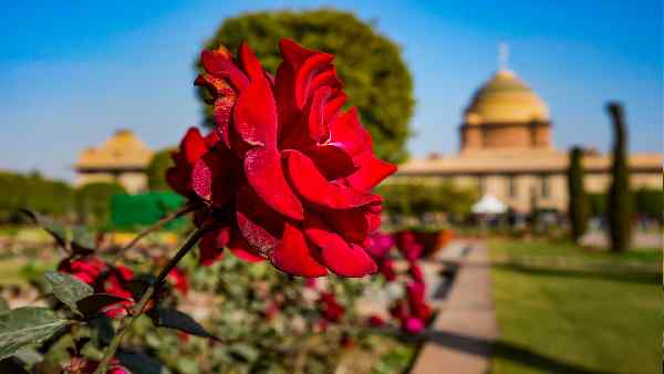 गुलाब के लिए बेहद खास है अमृत उद्यान