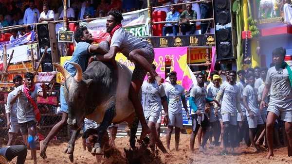 जल्लीकट्टू का हिस्सा बनकर खुश और गौरवान्वित जल्लीकट्टू का हिस्सा बनकर खुश और गौरवान्वित
