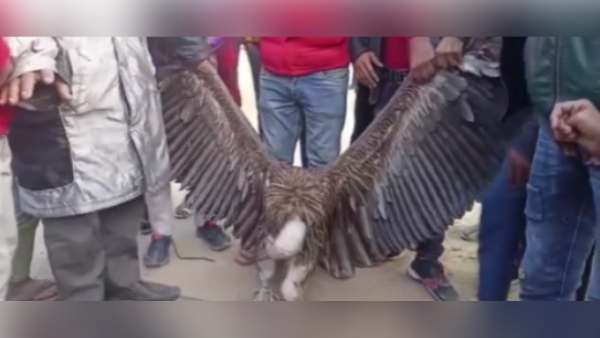 गिद्ध की आयु 40-45 वर्ष गिद्ध की आयु 40-45 वर्ष