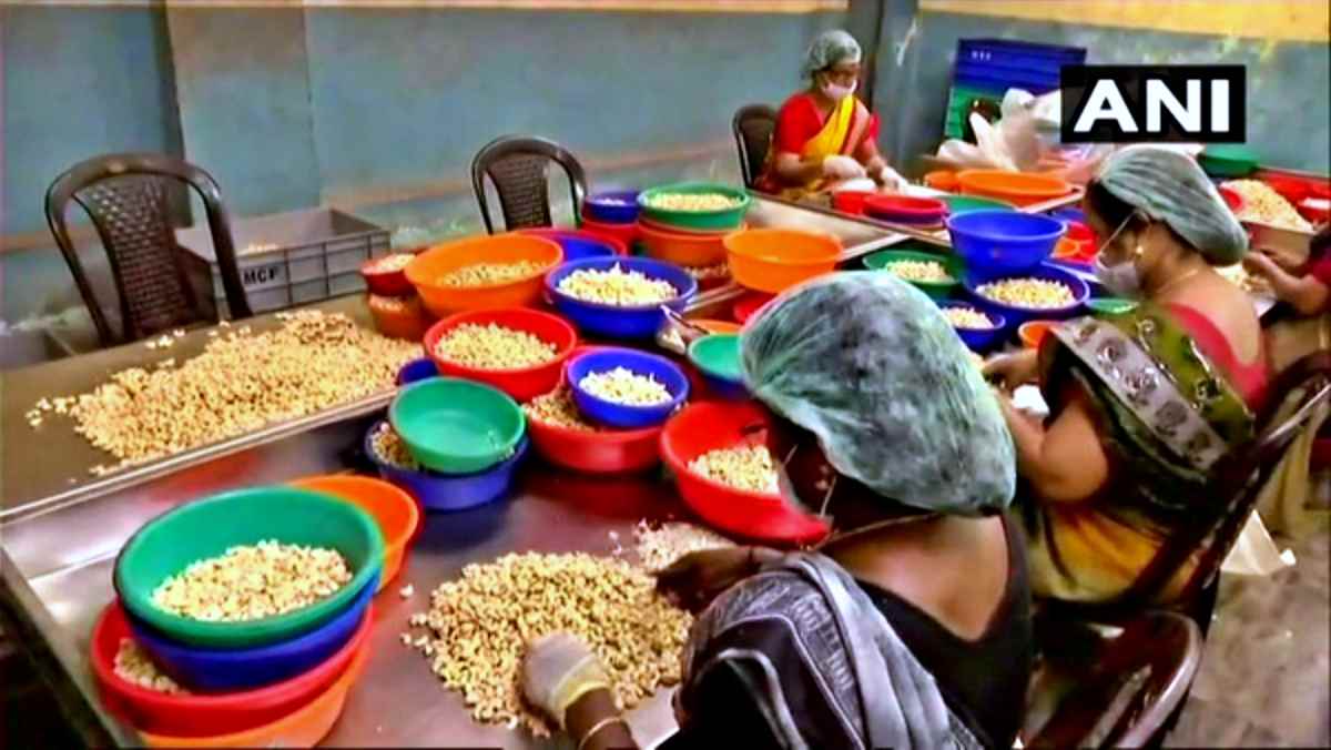 Odisha Cashew Cultivation Odisha Cashew Cultivation