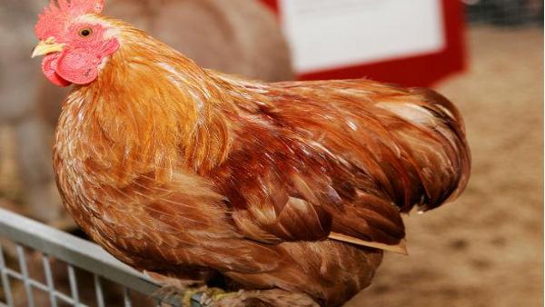  पैदा हो सकती है महामारी