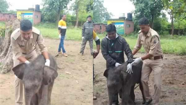 baby elephant jashpur
