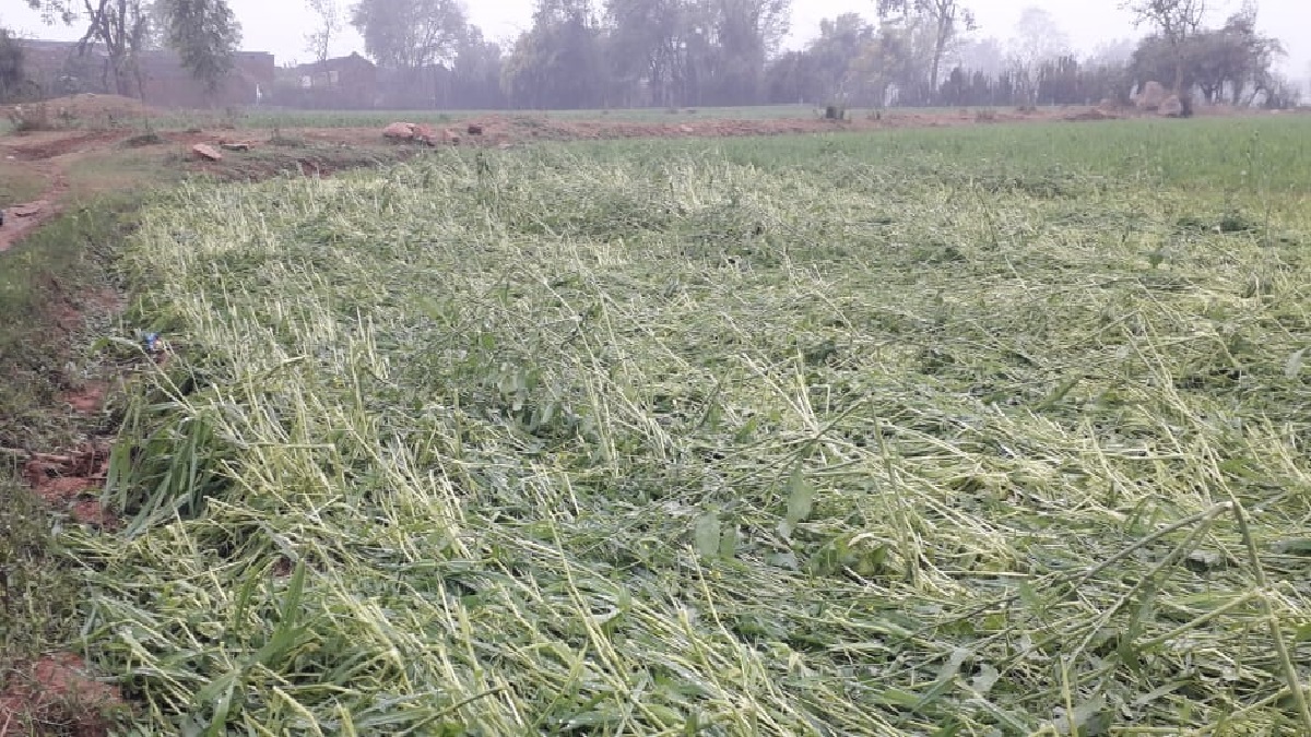 बुंदेलखंड के इन इलाकों में ओलों ने फसलें बर्बाद कर दीं