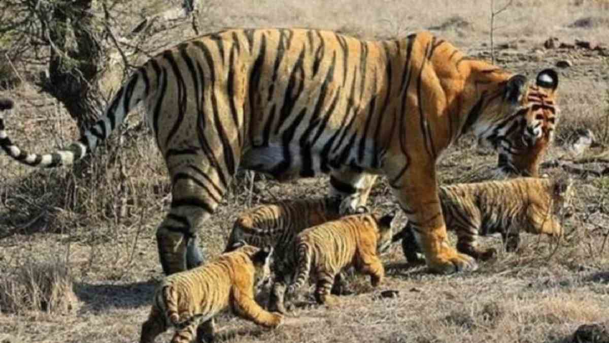 महाराष्ट्र और मध्यप्रदेश से बाघों को लाकर मांगी जाएगी स्वीकृति 