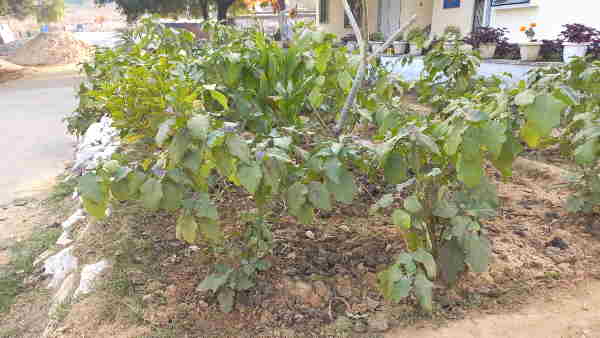 ऐसी जमीन पर जैविक खेती करें किसान ऐसी जमीन पर जैविक खेती करें किसान