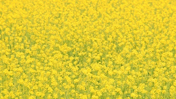 Basant Panchami 2023