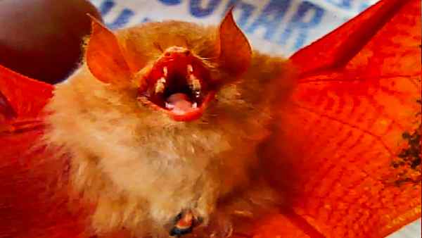 'पेंटेड बैट' एक 'संकट के निकट' वाली प्रजाति है'