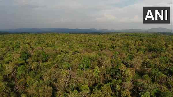 'घने नम जंगलों में रहना नारंगी चमगादड़ को पसंद है'