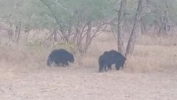 भालू भी बड़ी संख्या में पर्यटकों को लुभा रहे भालू भी बड़ी संख्या में पर्यटकों को लुभा रहे