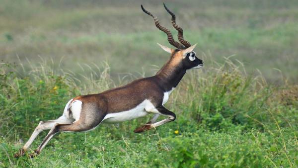 IISc के प्रोफेसर्स कर रहे शोध