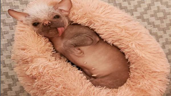 पेगा की चर्चा