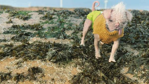 इंसानों की तरह कपड़े पहनती है पेगा