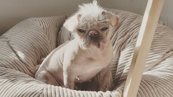 बदसूरत कुत्तों की प्रतियोगिता