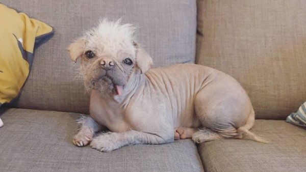 आधा पग और आधा चीनी क्रेस्टेड