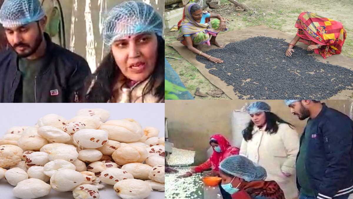 Ujla Sona Makhana Farming In Bihar, GI Tag Makhana Latest News Update Ujla Sona Makhana Farming In Bihar, GI Tag Makhana Latest News Update