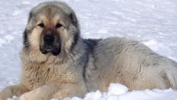Dog को देख होती है हालत पतली