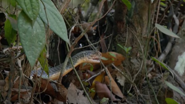 दूसरे कोबरा ने की घुसपैठ