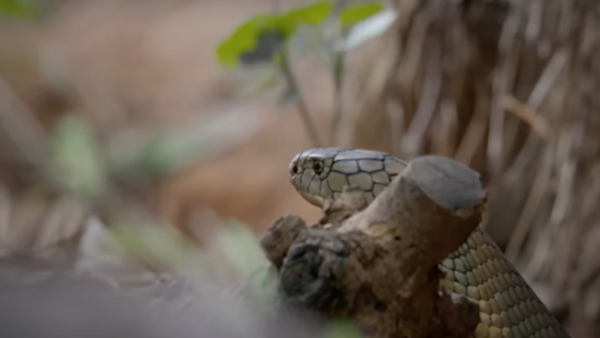 मादा चुपचाप देखती रही